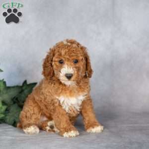 Eva, Miniature Poodle Puppy